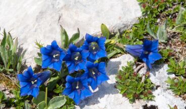 BlütenReich Rüfikopf, Image 5