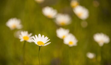 Pension Daniel, Image 20