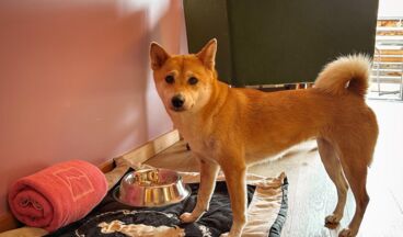 Hotel Goldener Berg, Bild 80