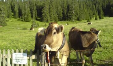 Appartements Gstüat, Image 17