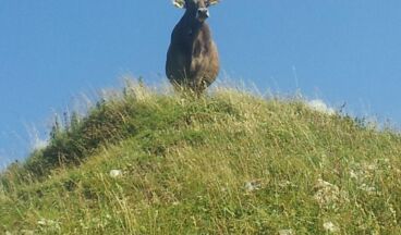 Pension Haus Nenning, Image 23