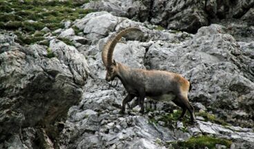 Pension Bergland, Bild 28