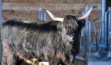 Schottenhofbesichtigung, Image 2