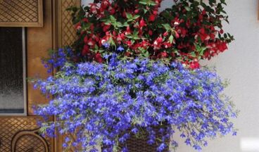 Pension Jehle, Bild 22