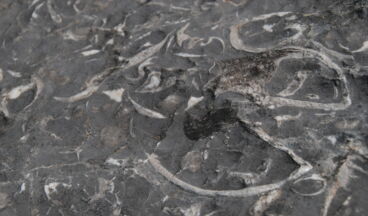 Geoweg Rüfikopf, Bild 5