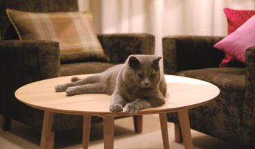 Pension Alpenfluh, Image 46