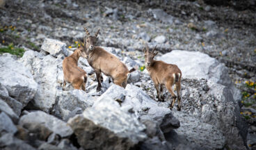 Lechschleife O - Zwischen Quelle und Karst - Durch das Steinerndes Meer, Image 4