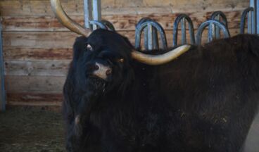 Schottenhofbesichtigung, Image 3