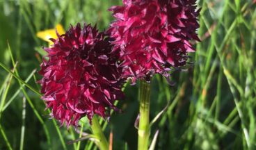 Appartements Bergland, Bild 15