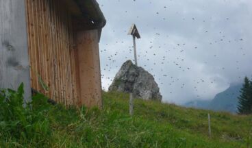 Pension Alwin, Bild 55