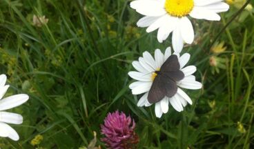 Pension Haus Nenning, Image 6