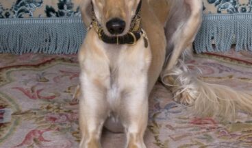 Kristiania Lech, Bild 61