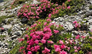 Lechschleife O - Zwischen Quelle und Karst - Durch das Steinerndes Meer, Image 6