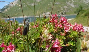 Pension Jehle, Bild 24