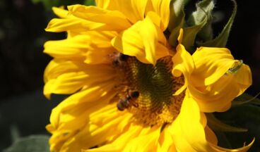 Pension Alwin, Bild 56