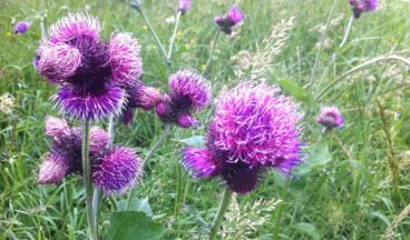 Pension Haus Nenning, Image 25