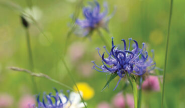 Wiesele-Trail, Bild 4