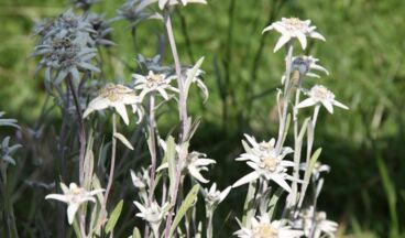 Pension Alwin, Bild 38