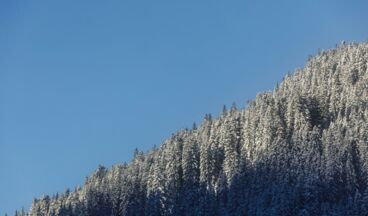 Hotel Austria, Image 19