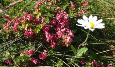 Pension Jehle, Bild 26