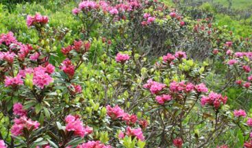 Appartements Bergland, Bild 9