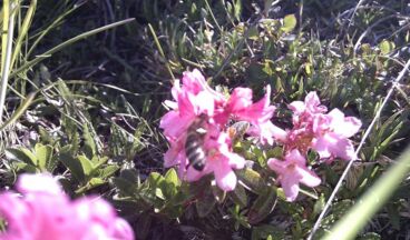 Pension Alwin, Bild 39