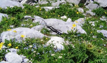 Pension Waldhof, Image 29