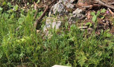 Arlenzauberweg - Naturschätze unter die Lupe genommen, Bild 11