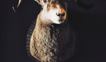 Kristiania Lech, Bild 36