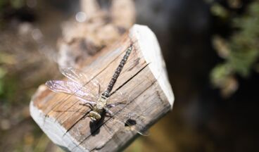 Der Grüne Rätsel-Ring, Bild 2