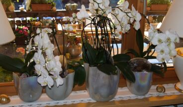 Pension Hartenfels, Bild 21