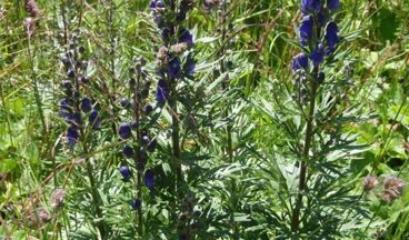 Pension Jehle, Bild 27