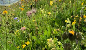 Appartements Bergland, Bild 10