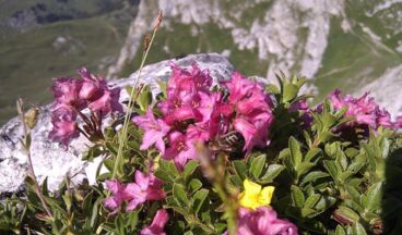 Pension Alwin, Bild 40