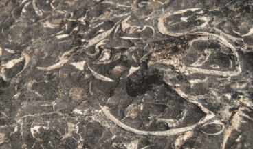 The Green Ring, Image 7