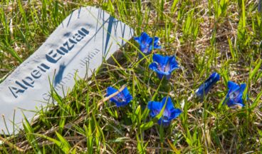 BlütenReich Rüfikopf, Image 2