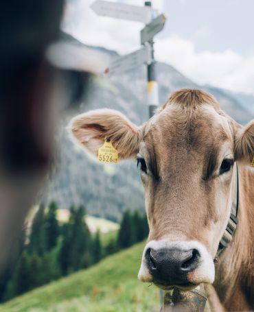 wandern-lech-zuers-vorarlberg