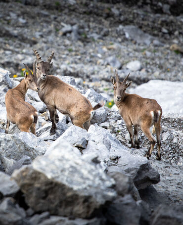 11-Steinbock_LZTG _by _Tiefentaler_WEB