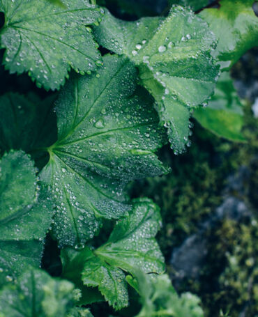 Nahaufnahme eine Blattes, auf dem die Regentropfen zu sehen sind