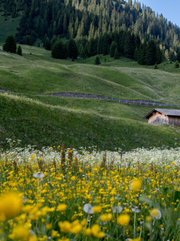 Blumenwiese in Zug