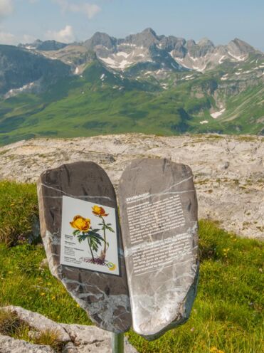 Bl&Atilde;&frac14;tenReich R&Atilde;&frac14;fikopf