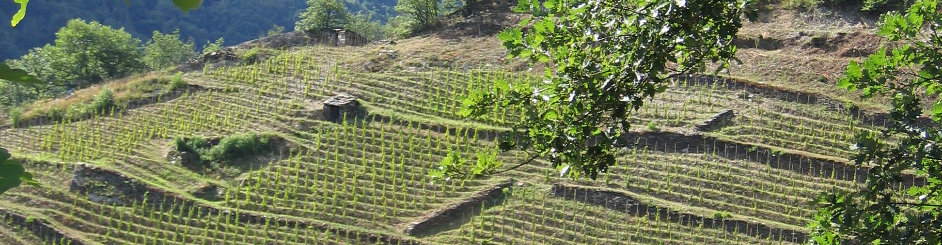 WineAndDine-Lobensberg_Ardoisières 4