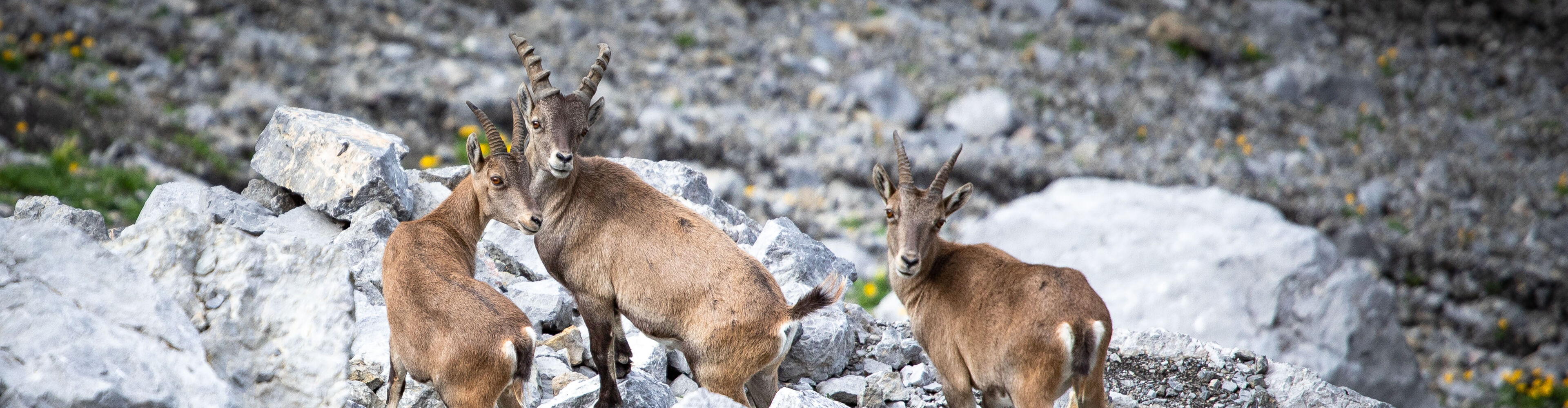 11-Steinbock_LZTG _by _Tiefentaler_WEB