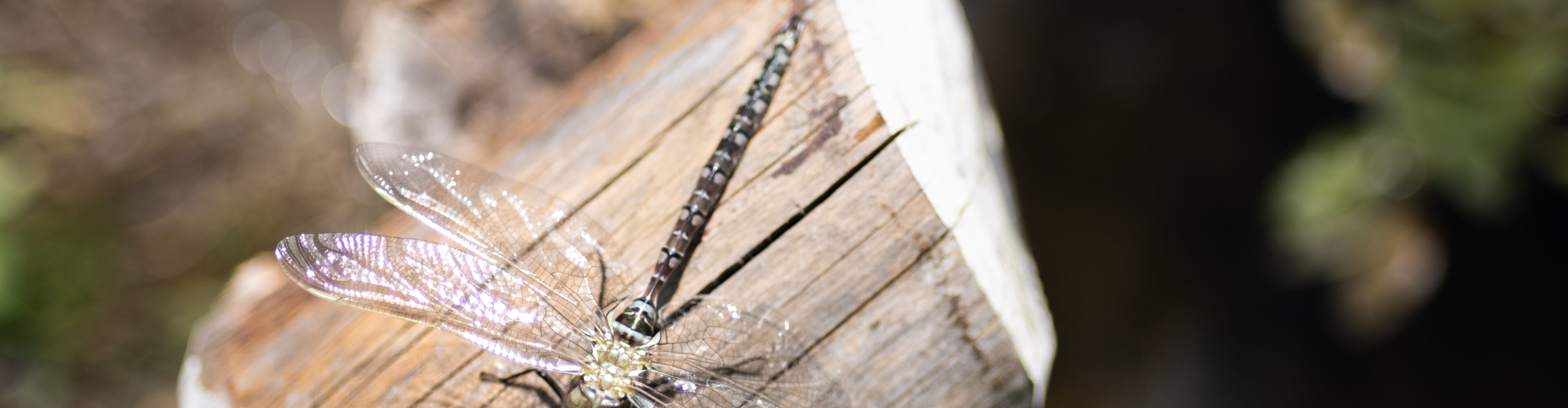 Libelle sitzt auf einem Stück Holz am Wasser