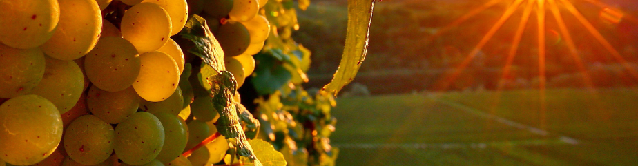 trinkreif-Strobl-Wechsler