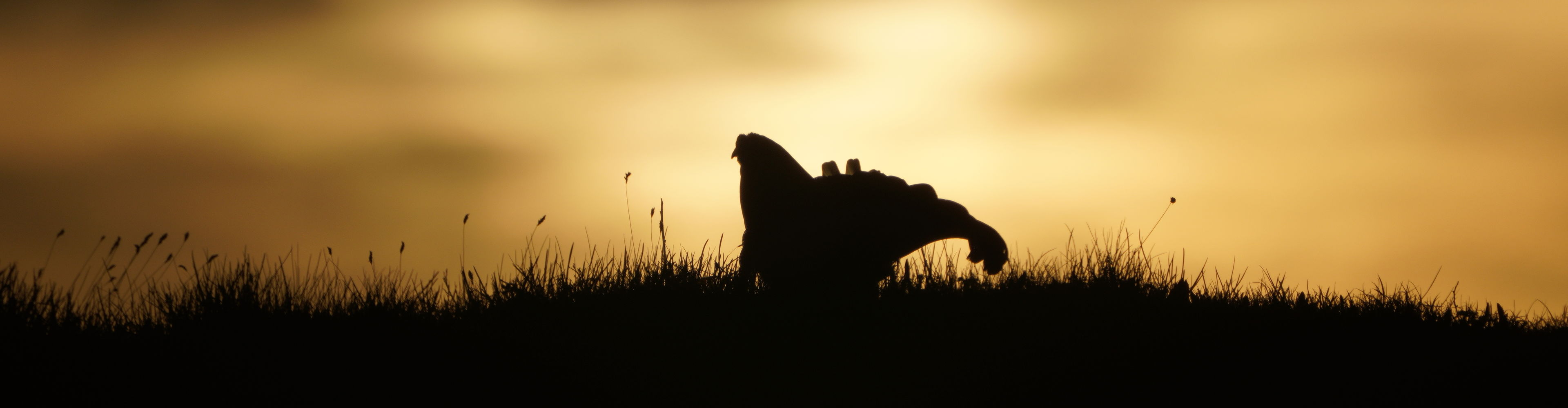 Wildtierfotografie_LZTG_by_Toni_Wilhelm_ (4)