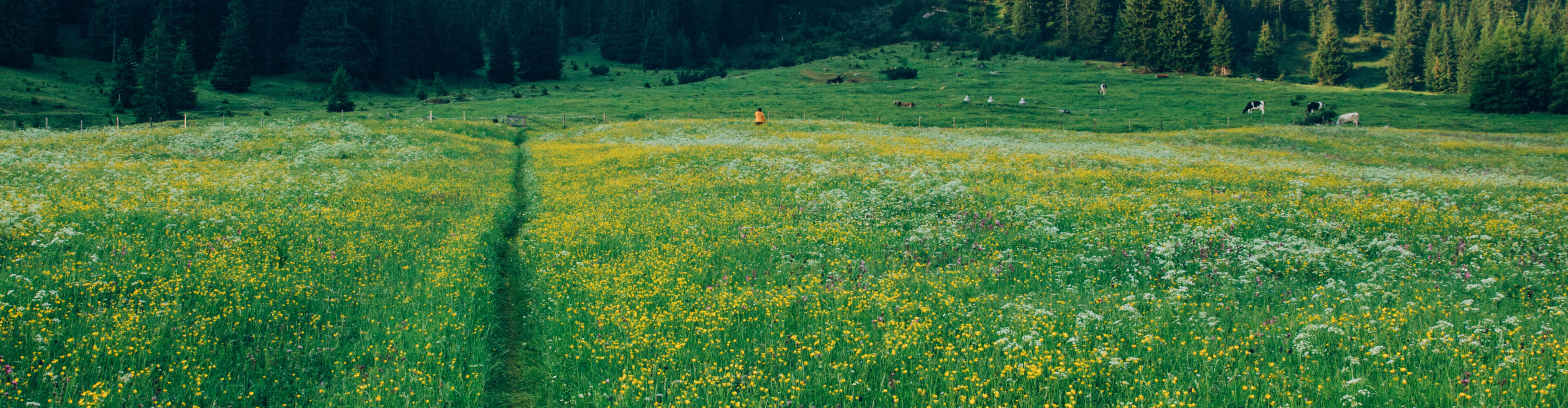 Blühende Bergwiese im Frühling mit Wald und einem Berg im Hintergrund