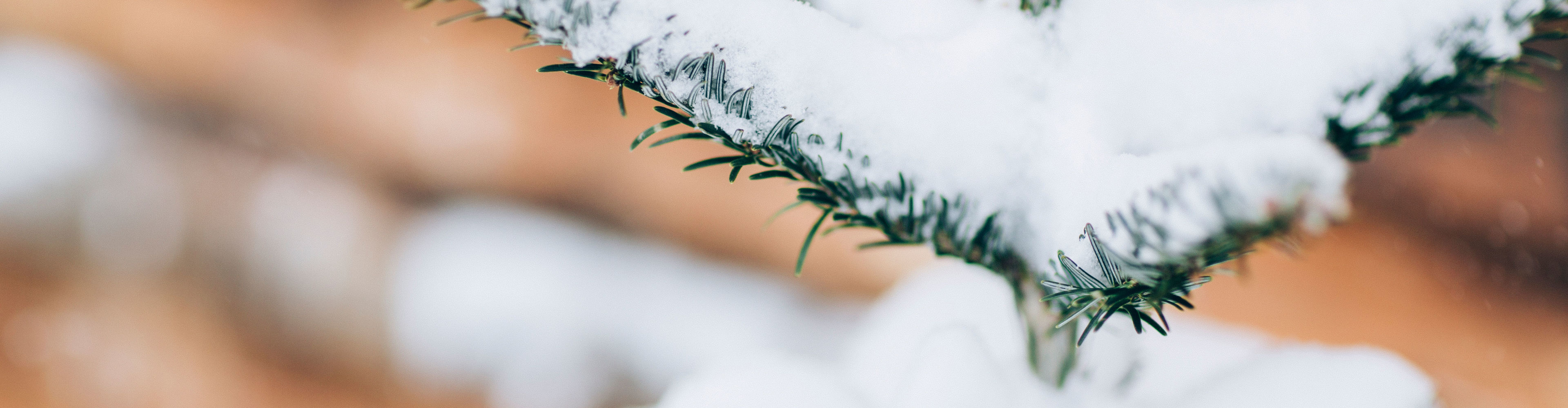 eine schneebedeckte Tannenspitze