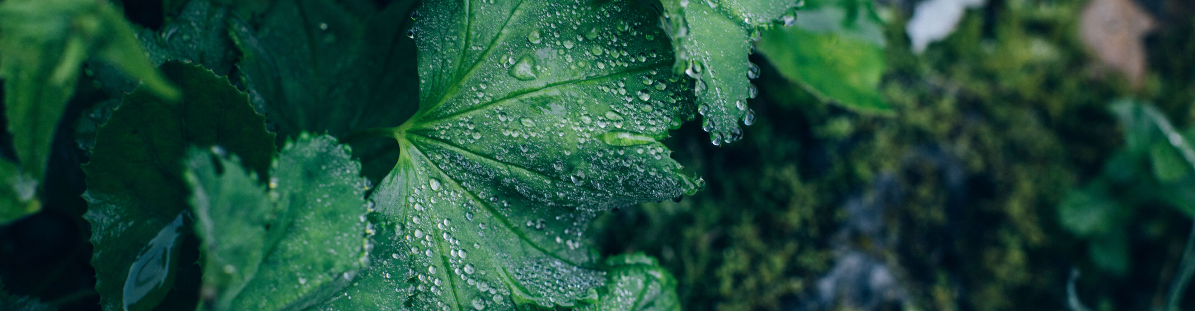 Nahaufnahme eine Blattes, auf dem die Regentropfen zu sehen sind