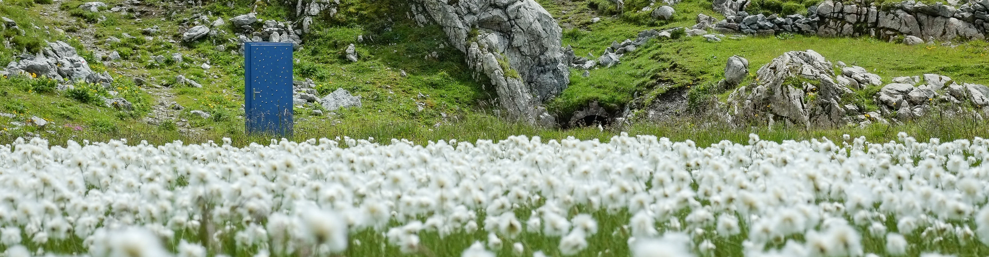 Blaue Tür steht in einem Pusteblumenfeld beim Grünen Ring